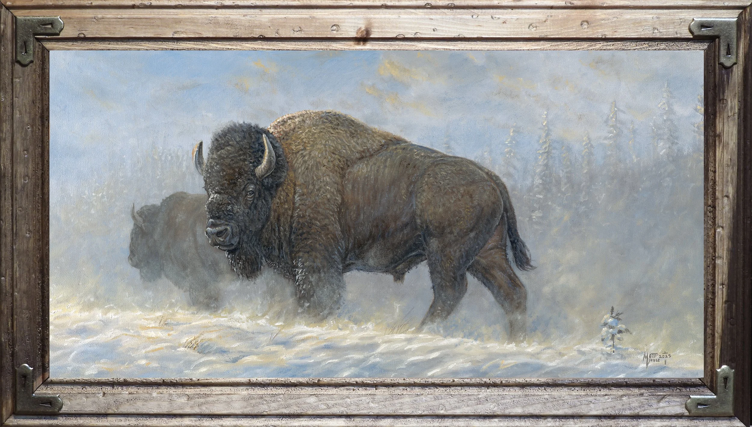 Bison — Matt Doyle Fine Art